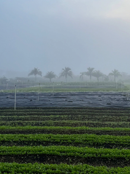 mutra miami farm to table restaurant kosher